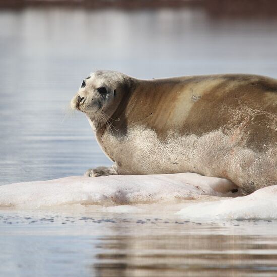 Entdeckerreise nach Nordspitzbergen - Eisbär-Special © Nordspitzbergen